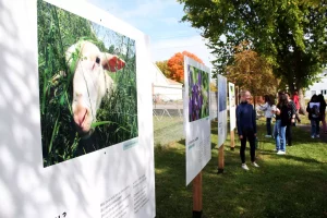 A group of children outdoors look at posters with pictures of nature and wildlife and blurbs of text below them. / Un groupe d’enfants dehors regarde des affiches avec des photos d’animaux et de végétation et du texte en dessous.